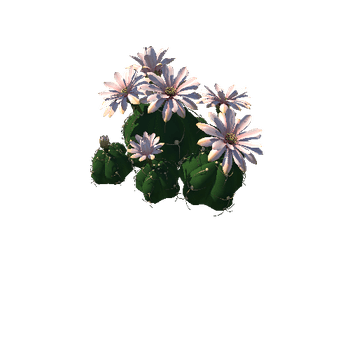 Flower Gymnocalycium horstii 1